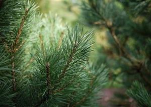 Towards genetically-improved conifers