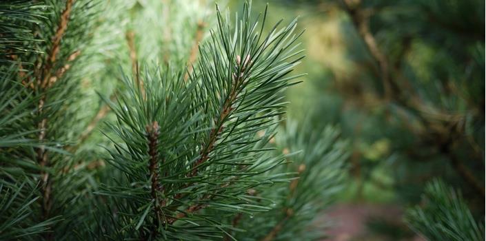 Towards genetically-improved conifers