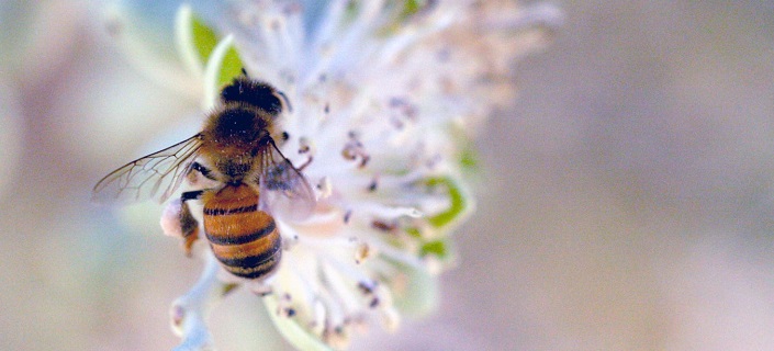 Pollinators play role in renaturing our cities