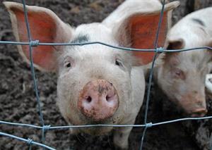 Pig plague threatens Europe