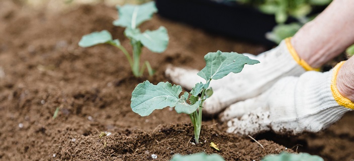 Working in the bioeconomy: make a job out of your environmental engagement