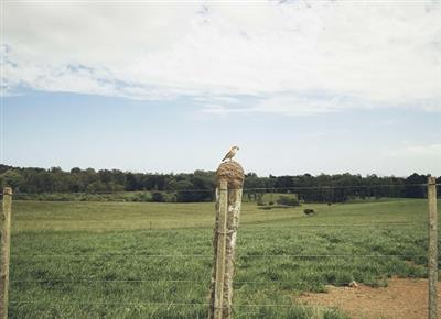 Financing agriculture to destroy biodiversity: the subsidies paradox