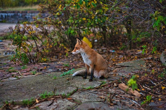 Biodiversity: the unexpected ally of tomorrow’s cities