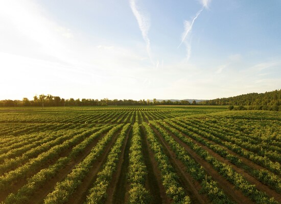 From science to practice: circularity at the crossroad of market and agriculture