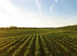 From science to practice: circularity at the crossroad of market and agriculture