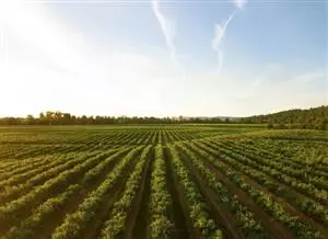 From science to practice: circularity at the crossroad of market and agriculture