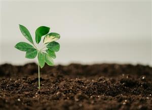 CULTIVATING CHANGE: THE FUTURE OF BIO-BASED FERTILISERS IN EUROPEAN AGRICULTURE