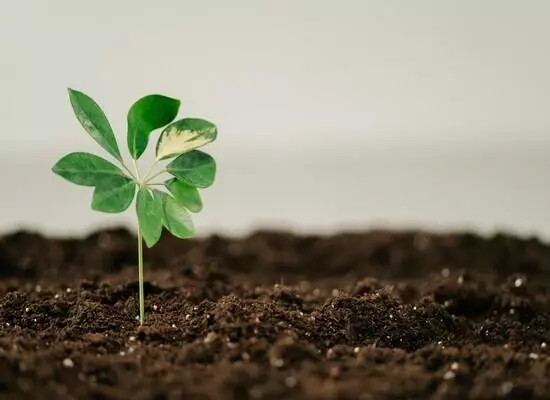 CULTIVATING CHANGE: THE FUTURE OF BIO-BASED FERTILISERS IN EUROPEAN AGRICULTURE