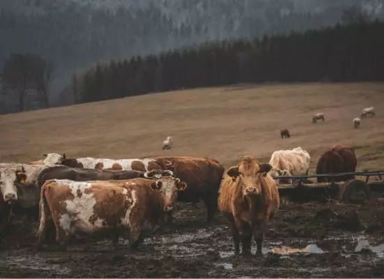 Image by Honza Resnick on Unsplash