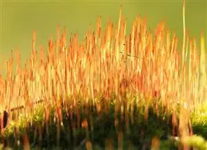 How microalgae could help Europe regain nutrient autonomy