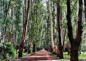 Biomass: a green source of energy?