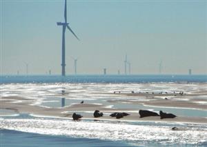 Gone with the wind farms – Six of the world’s top offshore arrays in pictures