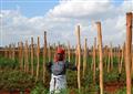 Satellites and high-tech solutions help African farmers face historic drought